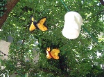 Maulbeerbaum2